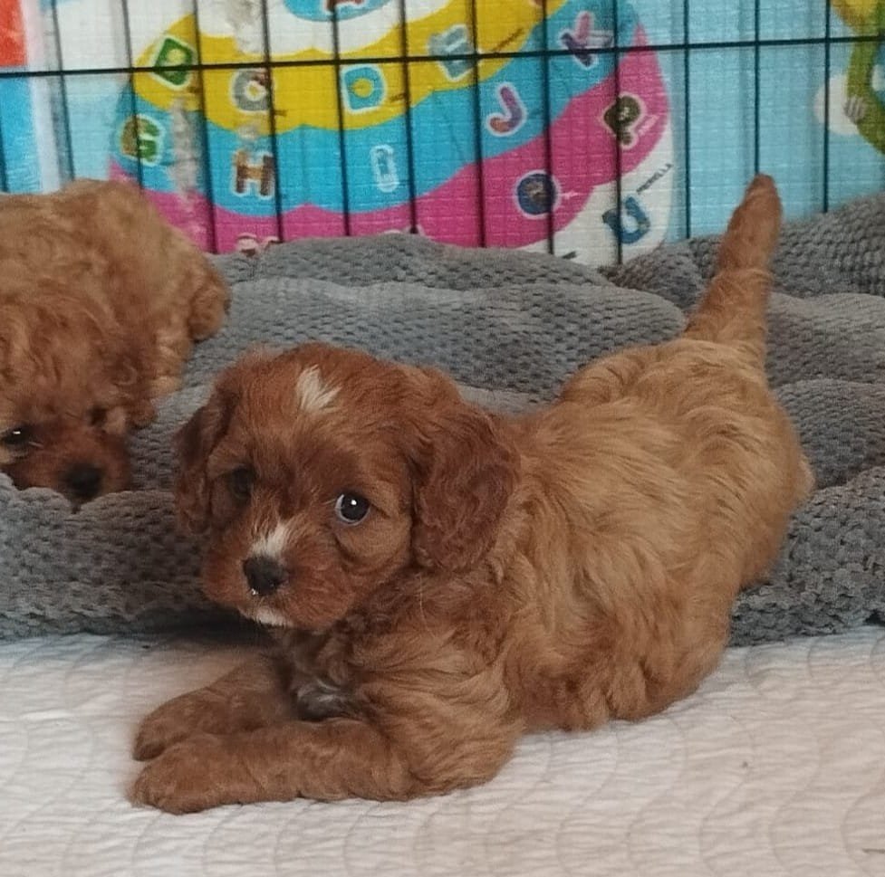 Kim, a female Cavapoo F1 puppy